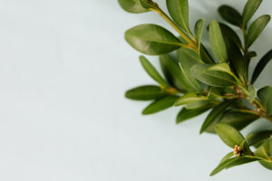 健康運をあげるグリーン(緑色)の風水効果を使って、癒しを感じるインテリアにするには？